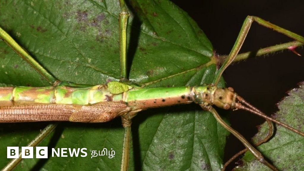 அறிவியல் அதிசயம்: ஆண், பெண் பாலுறுப்புகளைக் கொண்ட பூச்சி கண்டுபிடிப்பு - கொலை செய்யக் கோரும் விஞ்ஞானி