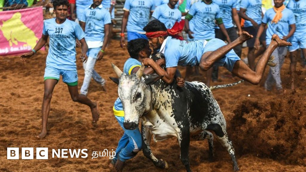 பாலமேடு ஜல்லிக்கட்டு: திமில் குலுங்க இளைஞர்களோடு மல்லுகட்டிய கம்பீரக் காளைகள் - கள படங்கள்