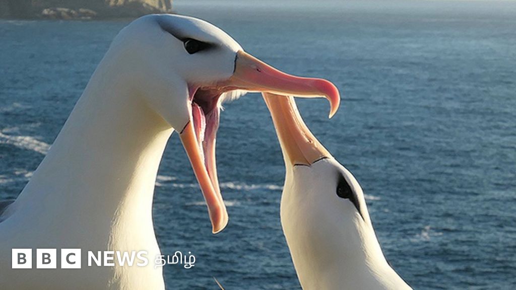 பருவநிலை மாற்றம்: பறவைகளிடம் மணமுறிவு? அண்டரண்டப் பறவைகளின் காதல் உலகத்தில் புதிய சிக்கல்