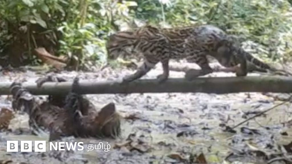 அமேசான் காட்டில் அடிதடி: அசமந்தியிடம் அடி வாங்கிய காட்டுப் பூனை