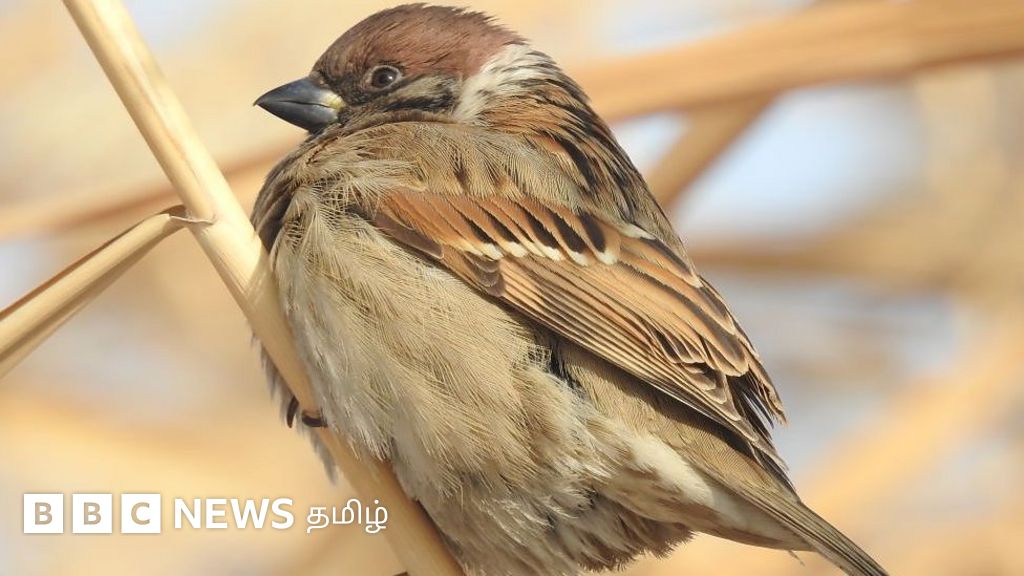 உலக சிட்டுக்குருவிகள் தினம்: சிட்டுக்குருவிகளை மீட்கும் ஒரு தமிழ் பெண்ணின் முயற்சி