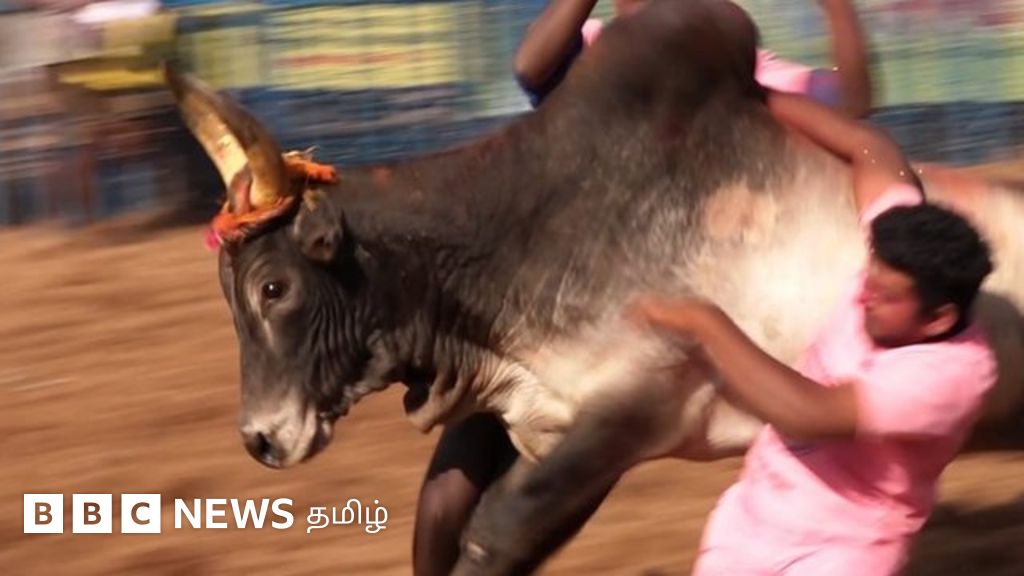 பாலமேடு ஜல்லிக்கட்டில் பாய்ந்து வந்த காளைகள்