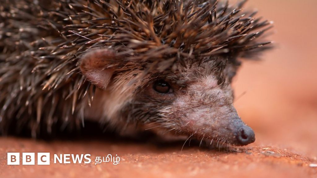 முள்ளெலி: மருந்துக்காக வேட்டையாடப்படும் 'விவசாய நண்பன்' முள்ளெலியை ஏன் பாதுகாக்க வேண்டும்?