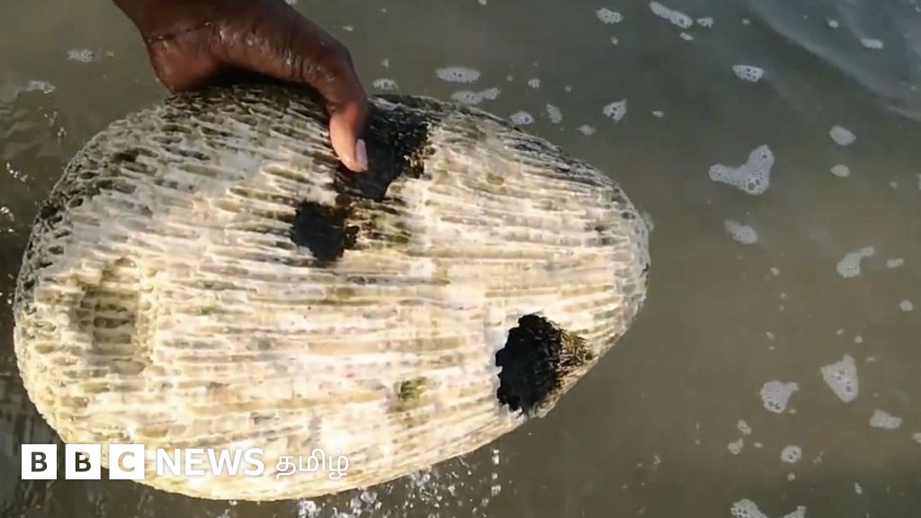 பவளப் பாறைகளை 'ராமர் பாலம் கட்டிய கல்' என்று கூறி ஆன்லைனில் விற்பனை செய்யும் தளம்