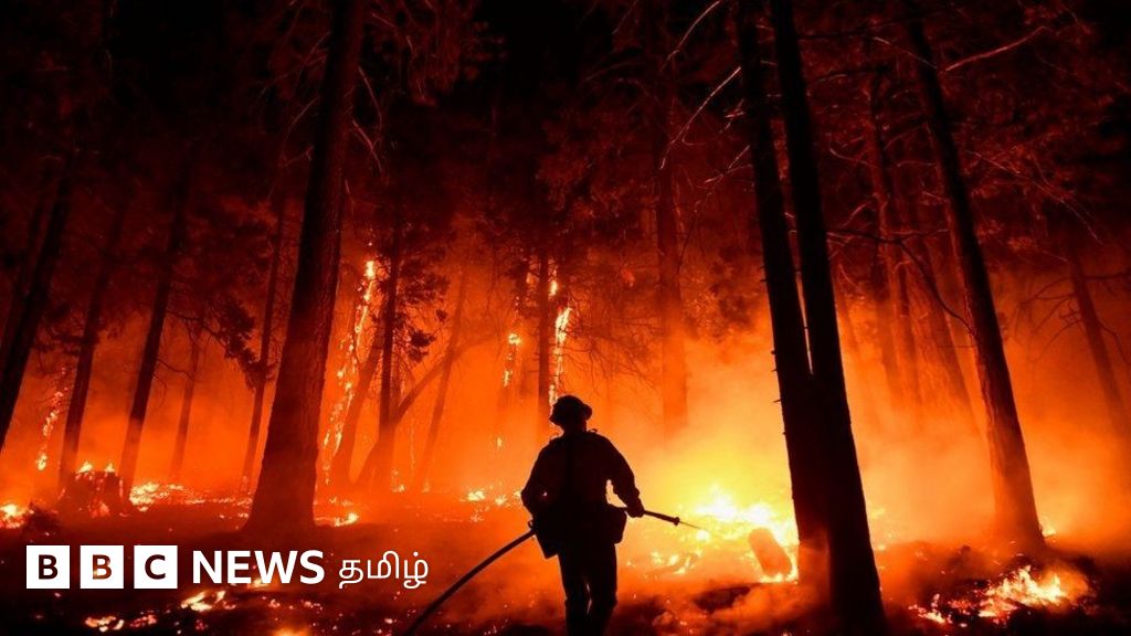 அமெரிக்காவில் 2000 ஆண்டுகளுக்கு மேல் வாழ்ந்த செக்வோயா மரங்களை அழித்த கலிஃபோர்னியா காட்டுத்தீ - காலநிலை மாற்றம்