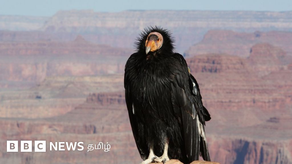ஆண் மரபணு இல்லாமலே முட்டையிடும் அமெரிக்கப் பறவை 'கலிபோர்னியா கன்டோர்' - ஆச்சரிய கண்டுபிடிப்பு