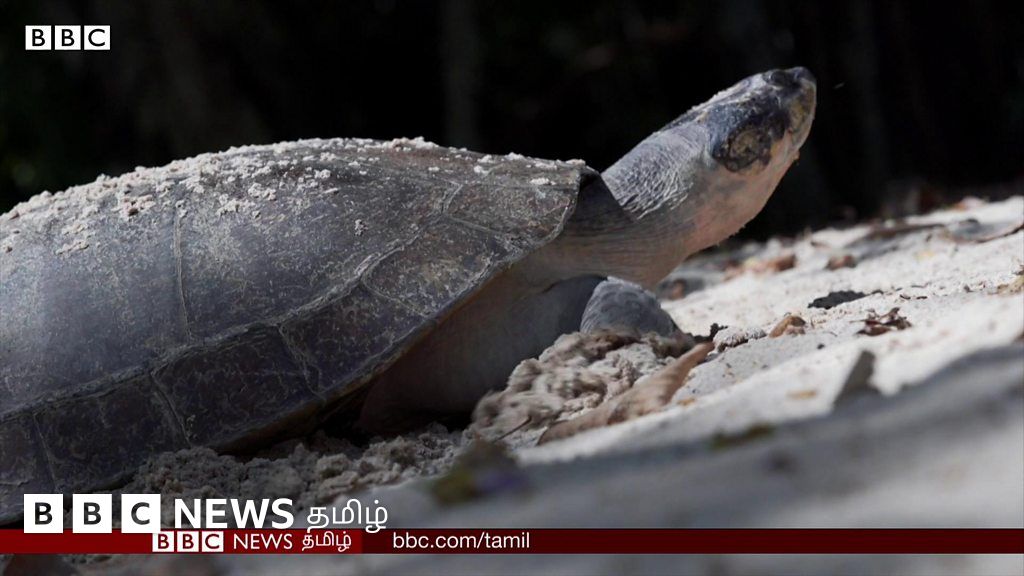 இயற்கை அதிசயம்: ஆமைகள் பேசுமா? ஆராய்ச்சி சொல்வது என்ன?