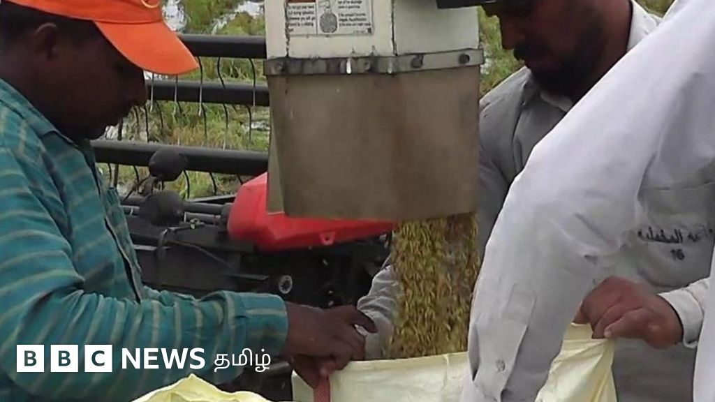 இலங்கையில் முன்னெப்போதும் இல்லாமல் உயரும் நெல் விலை - என்ன காரணம்?