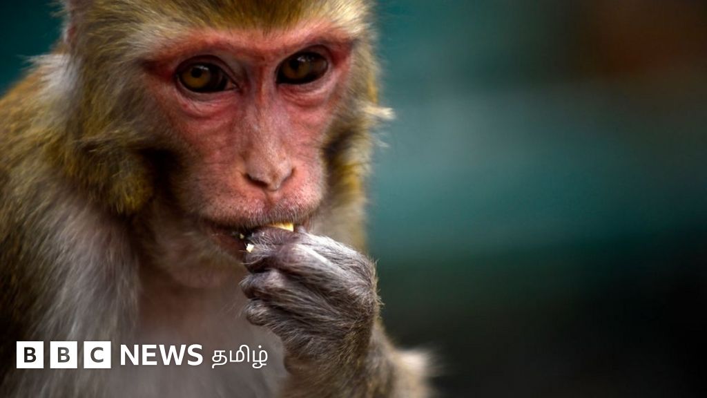 குரங்குகள் 200 நாய்க் குட்டிகளை கொன்றனவா? - மகாராஷ்டிரத்தின் மஜல்கோன் பகுதியில் நடந்தது என்ன?