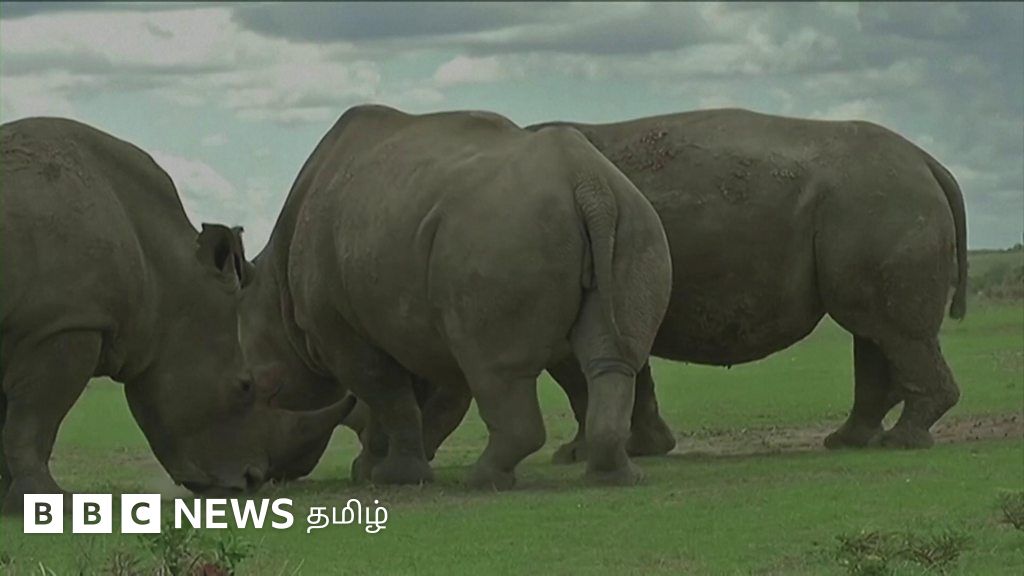 இனப்பெருக்கத் திட்டத்திலிருந்து ஓய்வு பெற்ற உலகின் கடைசி ஒற்றை கொம்பு வெள்ளை காண்டாமிருகம்