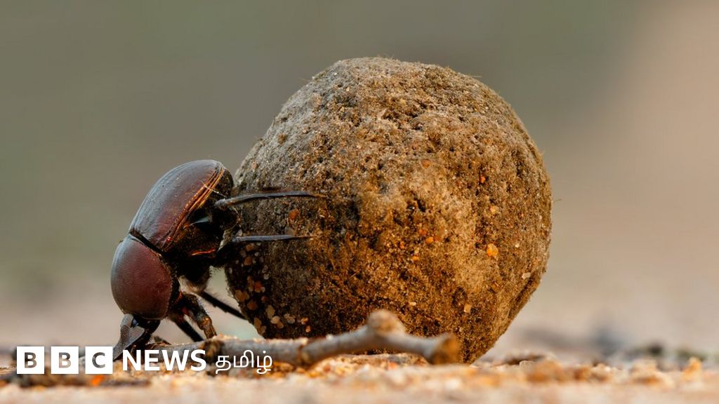 காலநிலை மாற்றத்தைக் கட்டுப்படுத்த உதவும் சாண வண்டுகளை பாதிக்கும் மனிதர்களின் கரிம வெளியீடு