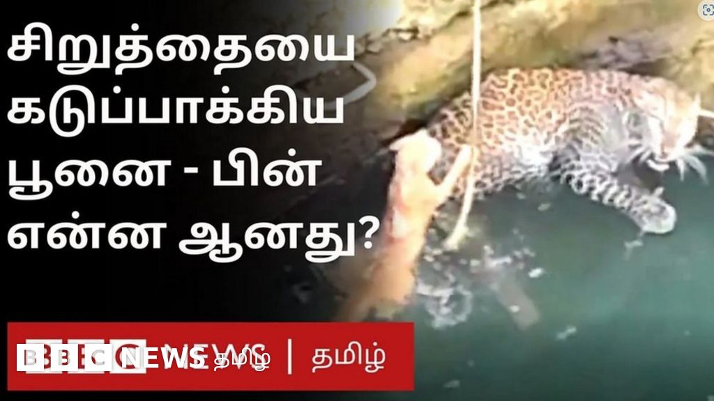 சிறுத்தையை சீண்டிய பூனை - கிணற்றுக்குள் என்ன நடந்தது?