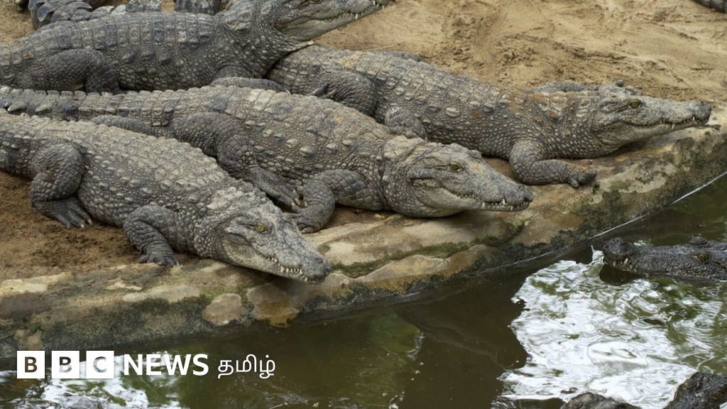சென்னையில் இருந்து குஜராத்துக்கு 1,000 முதலைகள் பயணம் - வாழ்விட பற்றாக்குறையை பூர்த்தி செய்யுமா?