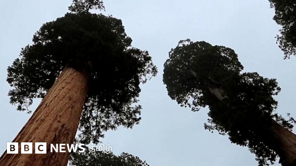 காலநிலை மாற்றத்தால் கலிஃபோர்னியா காட்டுத்தீ - 2000 வயது மரங்கள் அழிவு