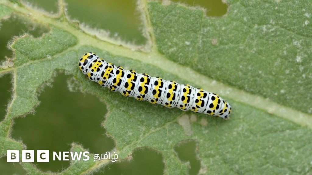 அறிவியல் அதிசயம்: வசியம் செய்யும் உயிரிகளின் பிரமிக்க வைக்கும் வரலாறு