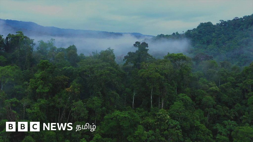 புதிய உச்சத்தில் காடழிப்பு நடவடிக்கை - எந்தெந்த நாடுகள் காடுகளை அழித்துக்கொண்டிருக்கின்றன?