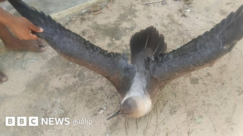 'அண்டரண்ட' பறவை : 5,000 கி.மீ பறந்து தங்கச்சி மடத்துக்கு வந்த பின்னணி