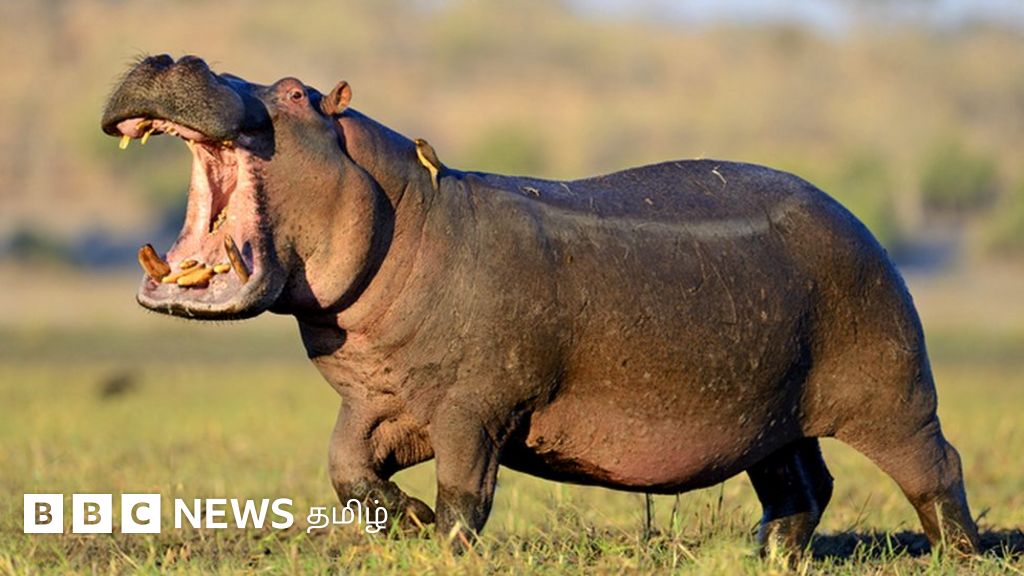 அறிவியல் அதிசயம்: எதிரிகளை குரலை வைத்து அடையாளம் காணும் நீர்யானைகள்