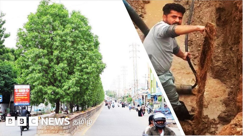 கோனோகார்பஸ்: இந்தியா, பாகிஸ்தானை அச்சுறுத்தும் மரங்கள் - தீர்வு என்ன?