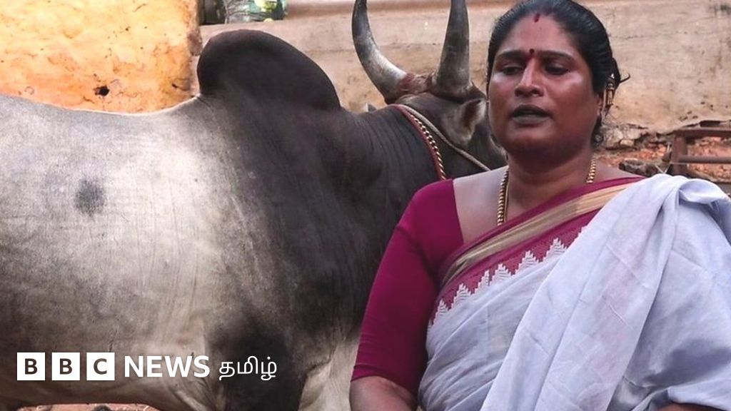 ஜல்லிக்கட்டு மாடுகளை வளர்க்கும் மதுரை திருநங்கை