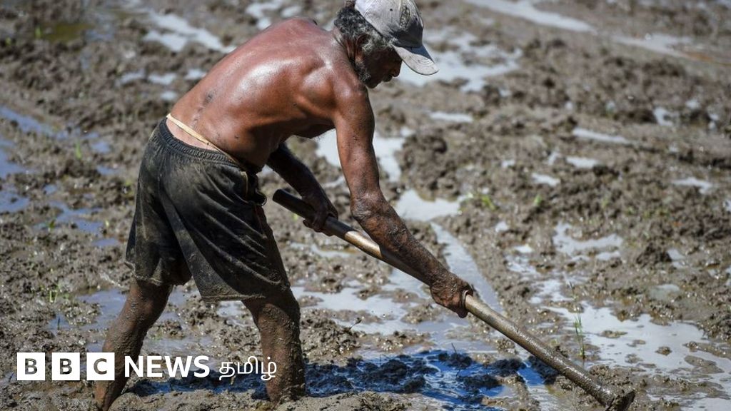 இலங்கைக்கு 'நச்சு' உரத்தை அனுப்பிய சீனா - பின்னணி என்ன?