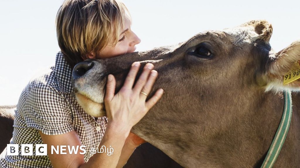 காதலர் தினம் Vs பசு அணைப்பு தினம்: வைரலாகும் விவாதம் - அரசியல் தலைவர்கள் சொல்வது என்ன?