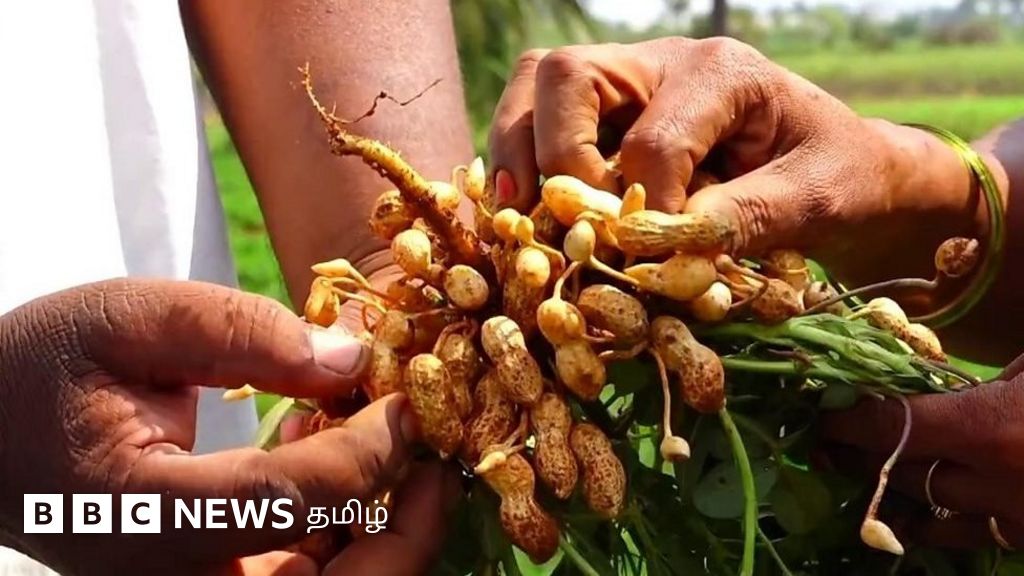 அதிக வருவாய் தரும் விதைப்பண்ணை அமைப்பது எப்படி?