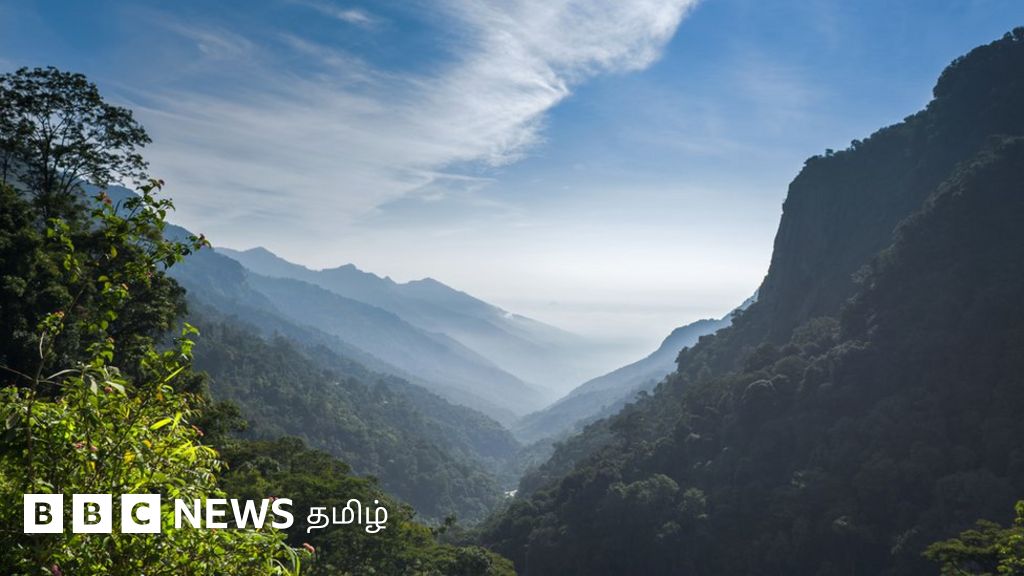 காடுகள் பரப்பளவு அதிகரித்துள்ளதாக இந்திய அரசு சொல்வது உண்மைதானா? - “பழத்தோட்டம் கூடக் காடுதான்”