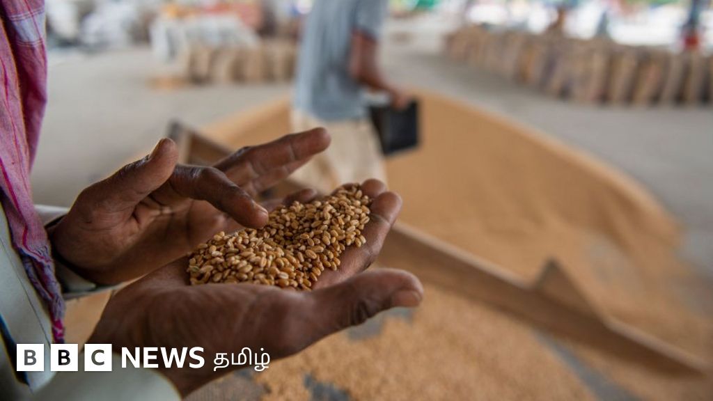 இந்திய கோதுமை இறக்குமதிக்கு யுஏஇ நான்கு மாத தடை விதித்தது ஏன்? - யுஏஇ அறிக்கையில் என்ன இருக்கிறது?