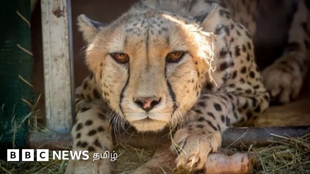 நரேந்திர மோதி பிறந்தநாள்: சிவிங்கிப்புலிகள் மீது முதல் கவனம் செலுத்தும் பிரதமர்