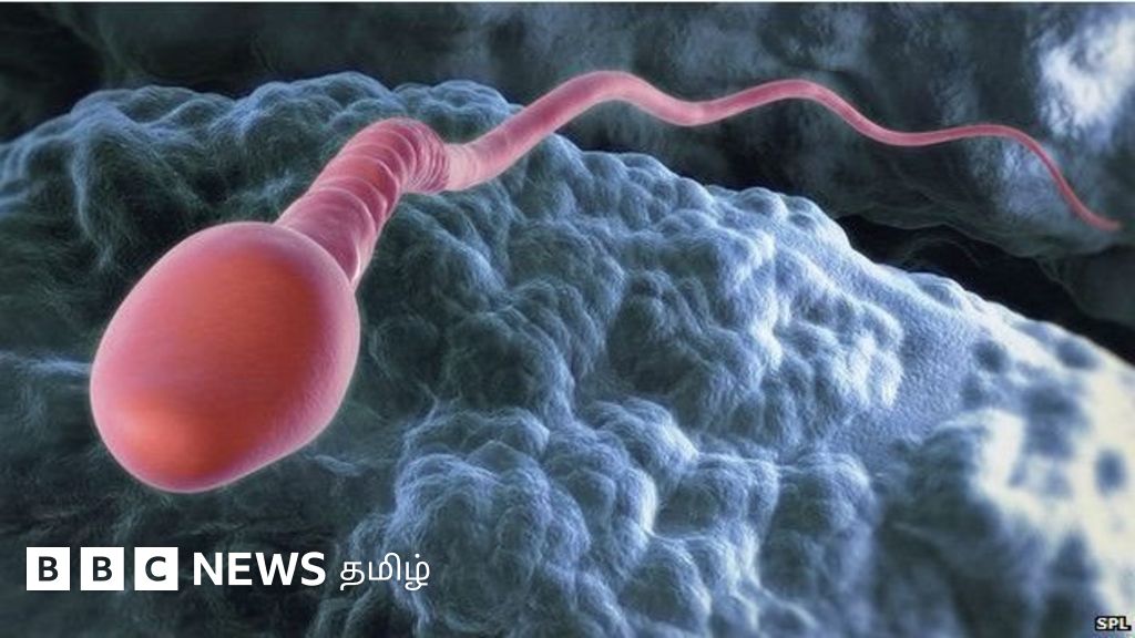 அறிவியல்: விந்தணுக்கள் அதிகரிக்க என்ன செய்ய வேண்டும்?