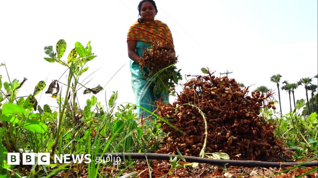 தமிழ்நாடு விவசாயம்: அதிக வருவாய் தரும் விதைப்பண்ணை அமைப்பது எப்படி?