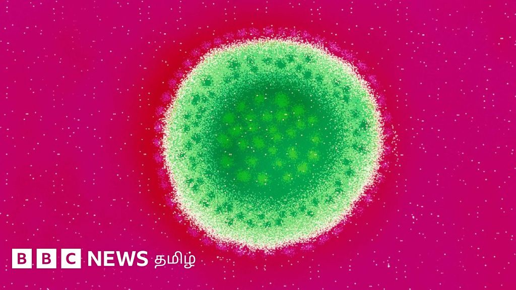 லஸ்ஸா காய்ச்சல்: பிரிட்டனில் பச்சிளம் குழந்தை பலி - இந்த நோய் பற்றிய முக்கியத் தகவல்கள்