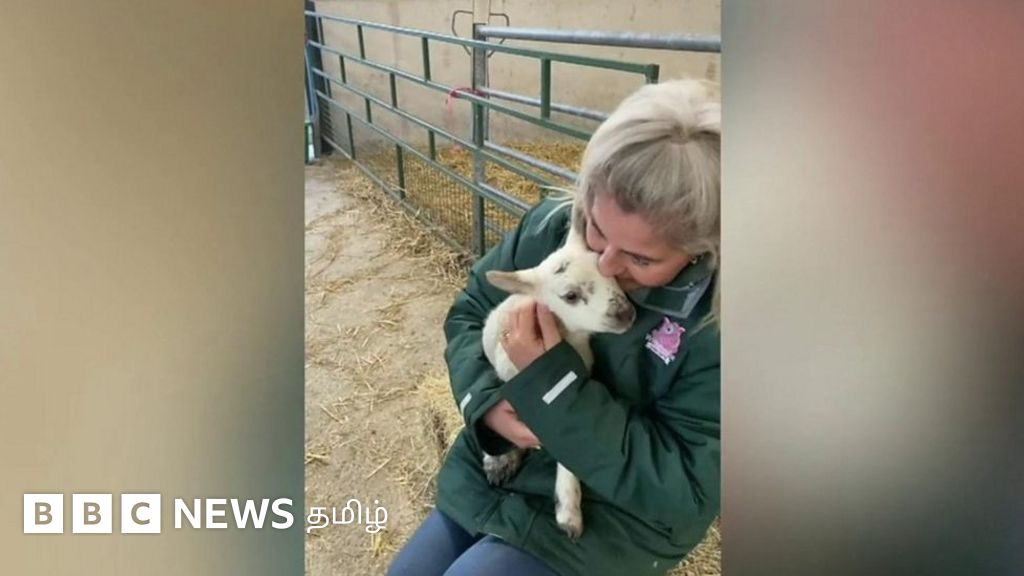 இங்கிலாந்தில் ஐந்து கால்களுடன் பிறந்த ஆட்டுக்குட்டி