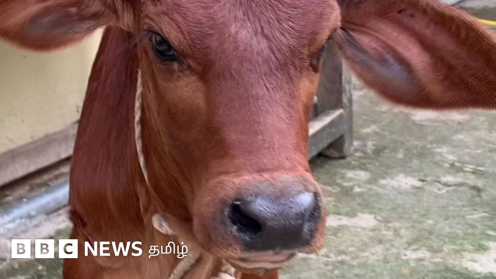 குஜராத் தாய்க்கும் பிரேசில் தந்தைக்கும் பிறந்த கன்றுக்குட்டி