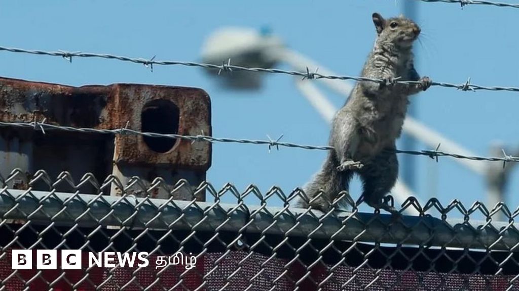 அணில் ஏறினால் உயர் அழுத்த மின் கம்பிகள் அறுந்து விடுமா?