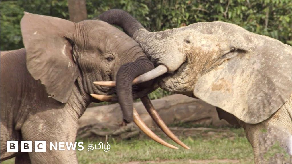 யானை-மனித எதிர்கொள்ளல்: பாதுகாப்பில் பெரிய பிரச்னையாக உருவெடுத்து வருவது ஏன்?