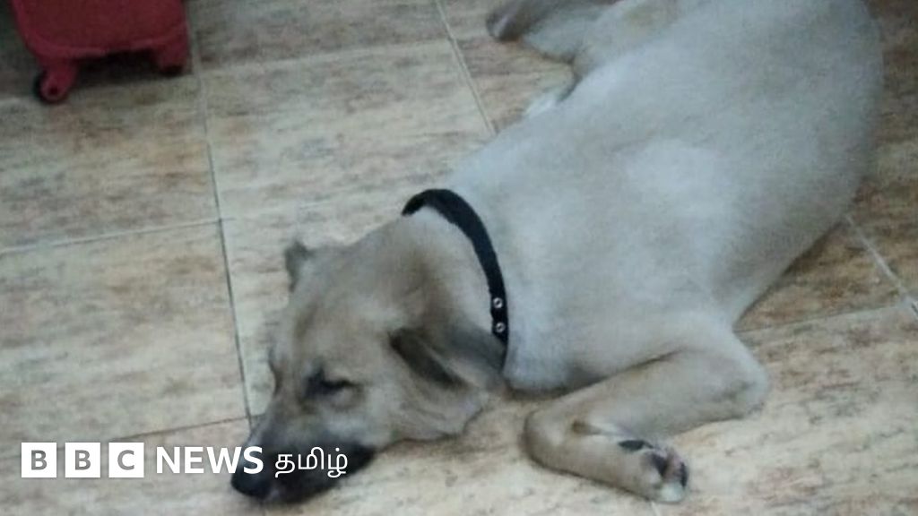 குவைத்தில் நிர்கதியாக விடப்பட்ட நாயை பல லட்சம் ரூபாய் செலவிட்டு அழைத்து வந்த இலங்கையர்கள்