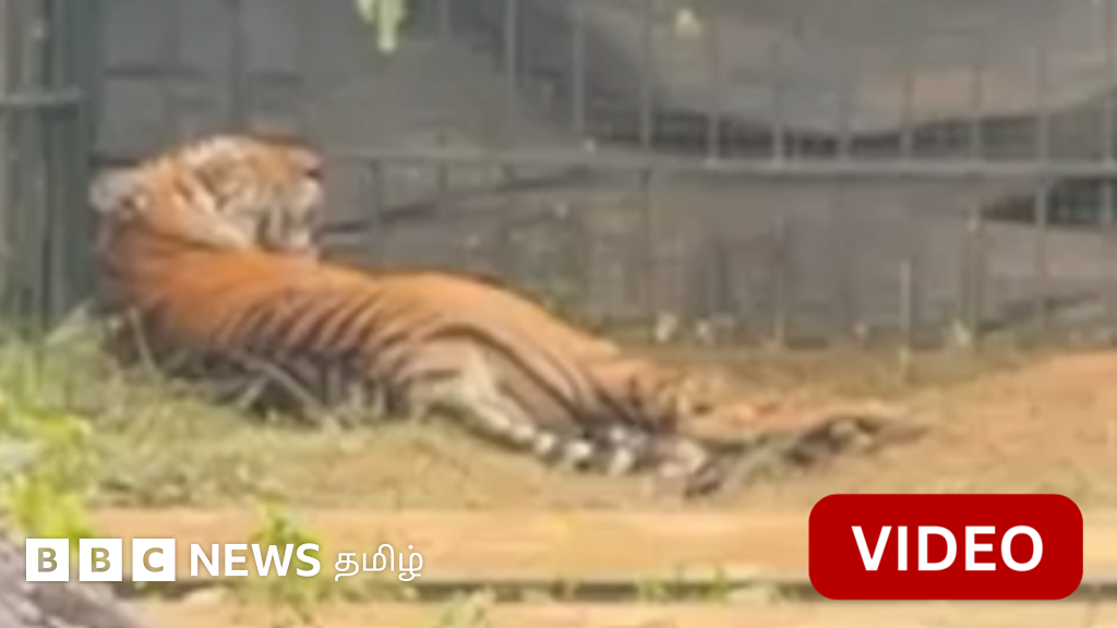 கூடலூர்: ஆட்டம் காட்டி வந்த புலியை கூண்டு வைத்துப் பிடித்த வனத்துறை