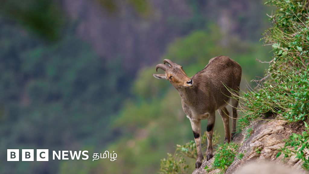 காலநிலை மாற்றத்தால் மேற்குத்தொடர்ச்சி மலையில் ஆக்கிரமிப்பு தாவரங்கள் பெருகுகின்றனவா?