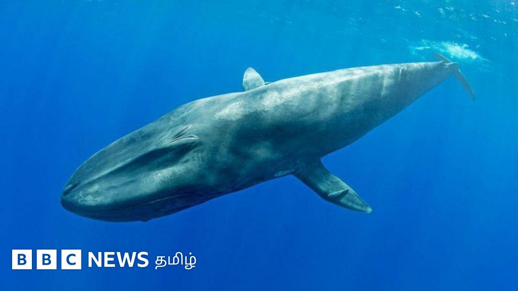 அணுகுண்டு சென்சாரில் 'பிக்மி நீல திமிங்கலம்' சிக்கியது எப்படி? ஆழ்கடலில் என்ன நடந்தது? 