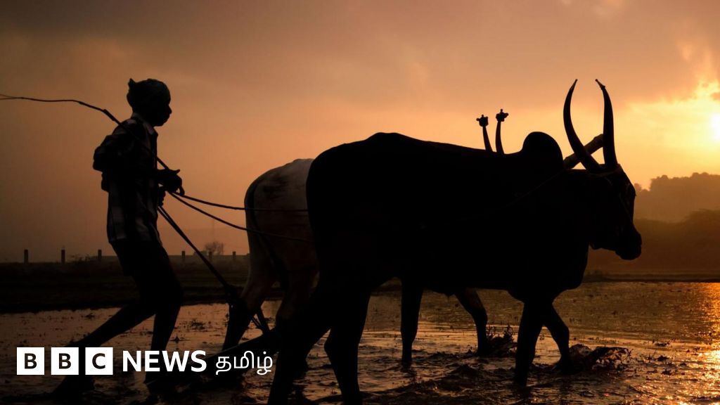 காவிரி டெல்டா விவசாயிகளின் கோபம், தேர்தலில் எதிரொலிக்கப் போகிறதா? - பிபிசி கள ஆய்வு