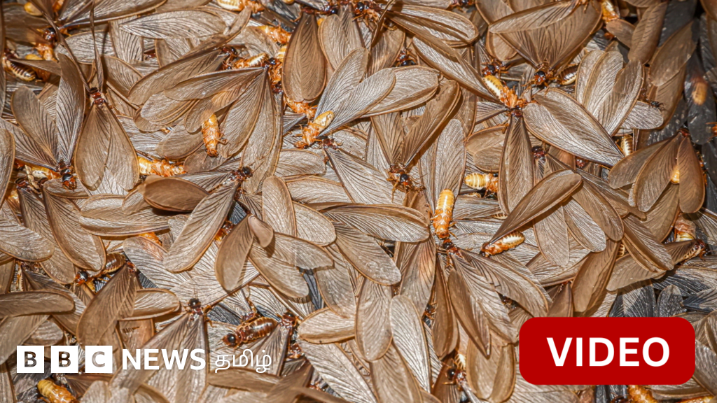 மழைக் காலத்தில் கூட்டமாக வரும் ஈசல்களை சாப்பிடுவது நல்லதா?