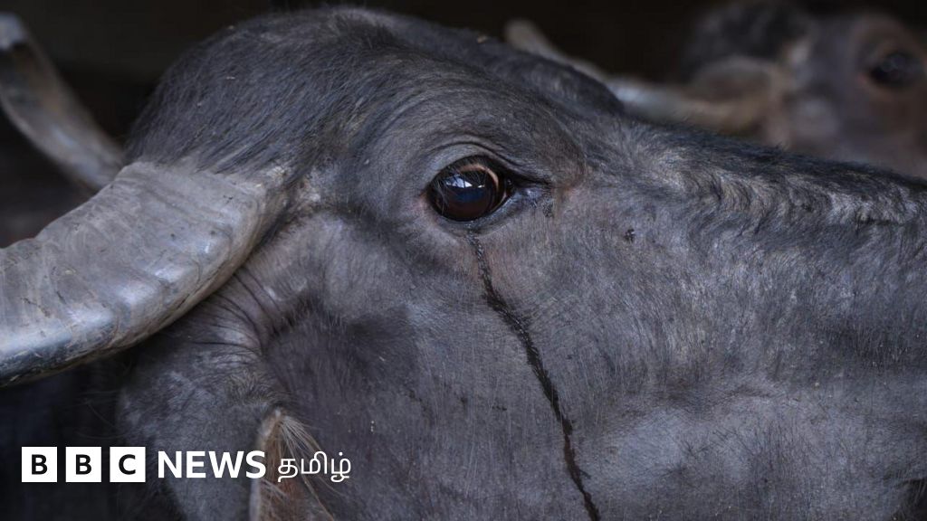 நீலகிரி: மசினகுடியில் வறட்சியால் இறக்கும் மாடுகள் - என்ன நடக்கிறது? பிபிசி கள ஆய்வு