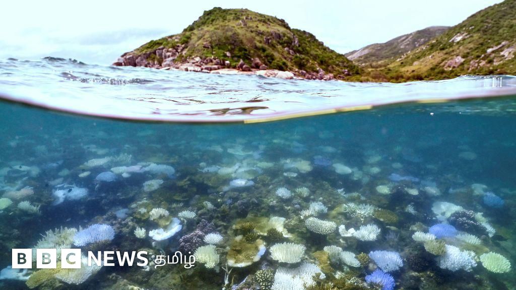 வெப்பநிலை உயர்வு: பவளப்பாறைகள் அழிவால் திண்டாடும் மீன்கள் - கோபத்தில் விஞ்ஞானிகள்