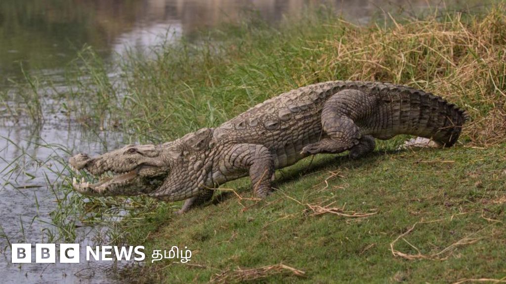 ஆண் துணை இல்லாமல் தனக்குத்தானே கர்ப்பமான பெண் முதலை- இது எப்படி சாத்தியமானது?