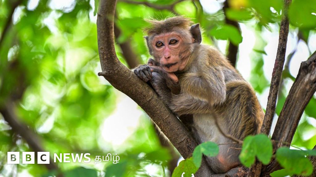 இலங்கையில் 5 நிமிடங்களில் மிருகங்களை கணக்கெடுக்கும் திட்டம் - இது சாத்தியமாகுமா?