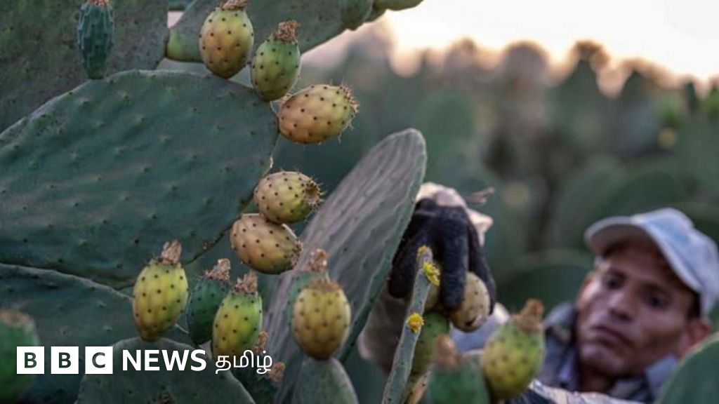 சப்பாத்திக்கள்ளி பழத்தின் அறியப்படாத நன்மைகள் – எந்தெந்த உடல் பிரச்னைகளுக்கு பலன் தரும்?