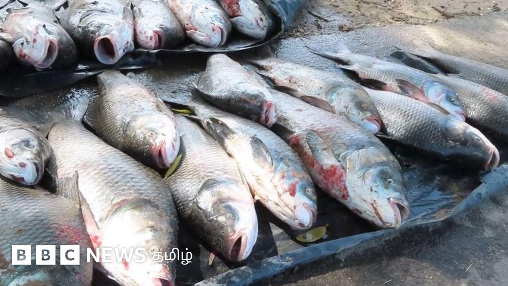 இலங்கை: வரலாறு காணாத அளவில் கிடைக்கும் கணையான் மீன்கள்; நன்நீர் மீனவர்களுக்கு வெள்ளத்தால் விளைந்த 'நன்மை'