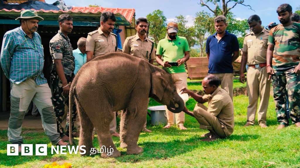 முதுமலை முகாமில் 3 குட்டி யானைகள் - தாய் யானைகள் குட்டிகளைக் கைவிடுவது ஏன்?